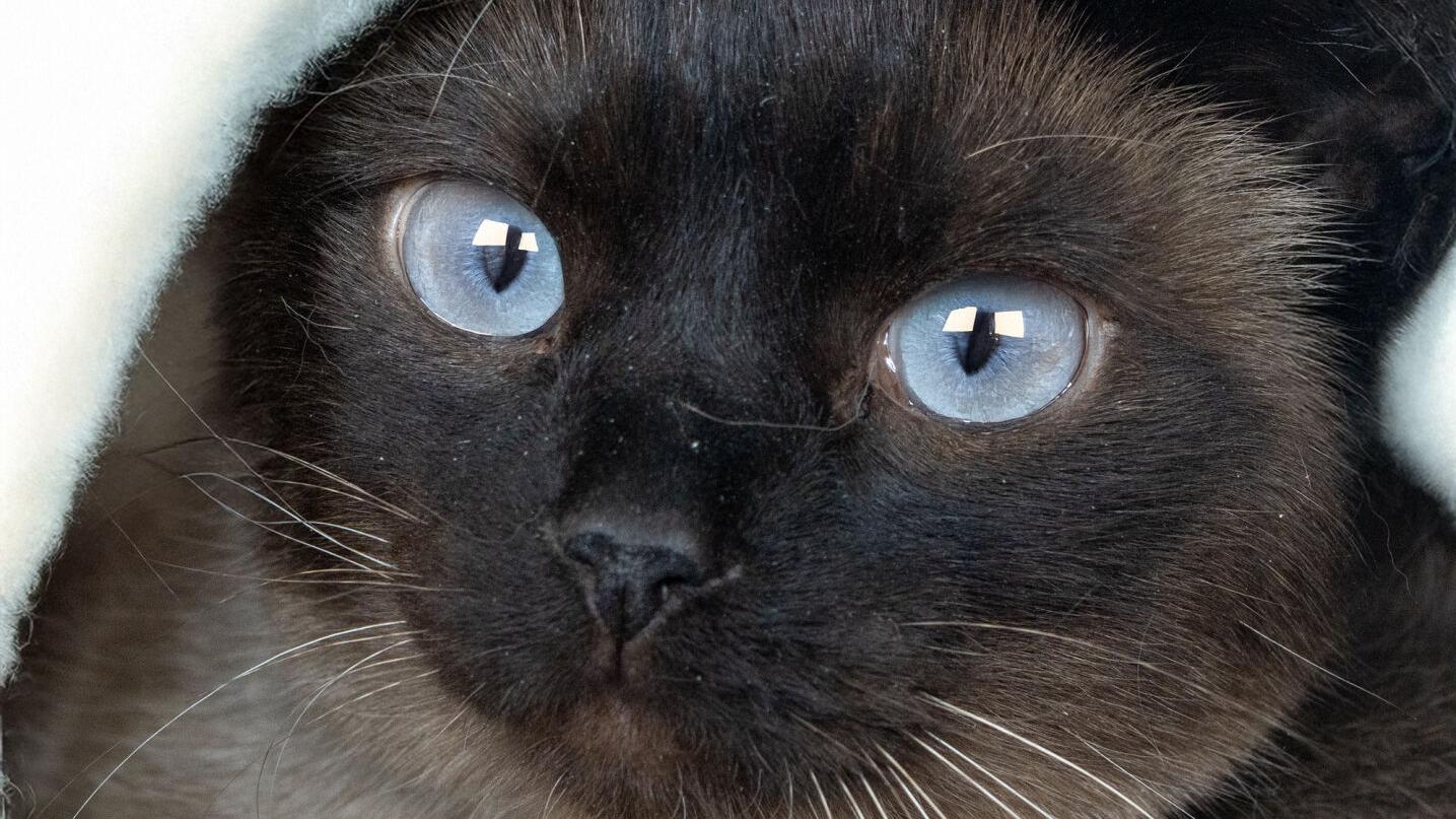 Meet our pets of the week: A Siamese cat, a Lab mix and a horse